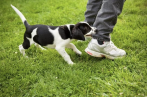 A small black and white puppy biting the leg of a person wearing jeans and sneakers